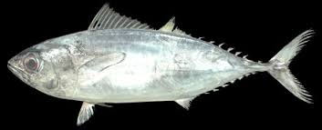 Image result for Thunnus maccoyii