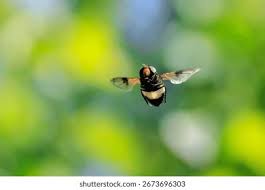 Attēlu rezultāti vaicājumam “Volucella pellucens”