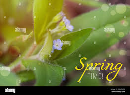 Attēlu rezultāti vaicājumam “Myosotis sparsiflora flower”