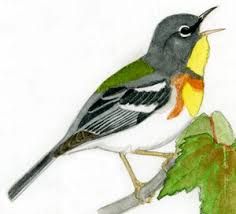 Image result for Parula americana