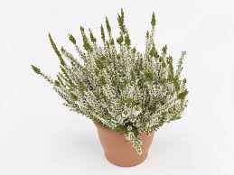 Attēlu rezultāti vaicājumam “Calluna vulgaris leaf”