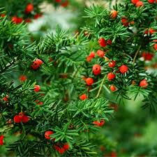 Attēlu rezultāti vaicājumam “Taxus wallichiana”