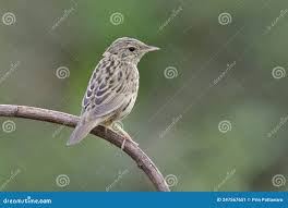 Image result for Locustella lanceolata