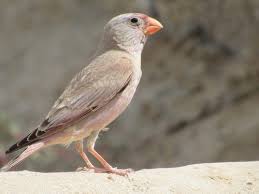 Image result for Bucanetes githagineus