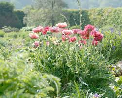 Attēlu rezultāti vaicājumam “Papaver orientale  flower”