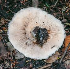 Attēlu rezultāti vaicājumam “Lactarius torminosus”