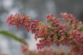 Image result for Rumex sanguineum