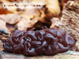 Attēlu rezultāti vaicājumam “Ascotremella faginea”