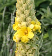 Attēlu rezultāti vaicājumam “Verbascum thapsus flower”