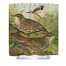 Attēlu rezultāti vaicājumam “Turdus viscivorus”