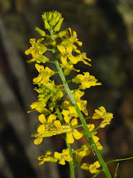 Attēlu rezultāti vaicājumam “Barbarea vulgaris subsp. arcuata flower”
