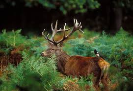 Attēlu rezultāti vaicājumam “Cervus elaphus”