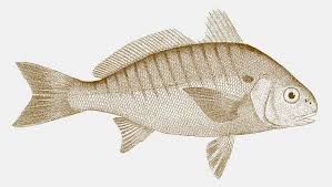 Image result for Leiostomus xanthurus
