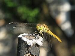 Attēlu rezultāti vaicājumam “Sympetrum sanguineum female”