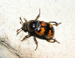 Attēlu rezultāti vaicājumam “Nicrophorus vespillo”