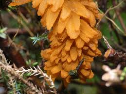 Attēlu rezultāti vaicājumam “Gymnosporangium cornutum”