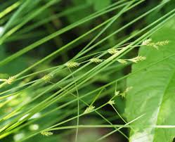 Attēlu rezultāti vaicājumam “Carex remota”