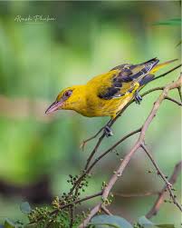 Attēlu rezultāti vaicājumam “Oriolus oriolus male”