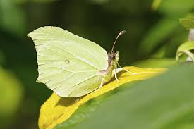 Attēlu rezultāti vaicājumam “Gonepteryx rhamni female”