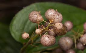 Attēlu rezultāti vaicājumam “Maianthemum bifolium fruit”