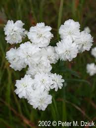 Attēlu rezultāti vaicājumam “Achillea ptarmica leaf”