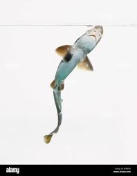 Image result for Carcharhinus brevipinna