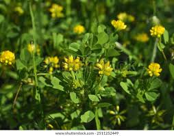 Attēlu rezultāti vaicājumam “Trifolium dubium”