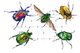 Attēlu rezultāti vaicājumam “Cetonia aurata”