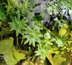 Attēlu rezultāti vaicājumam “Callitriche verna flower”