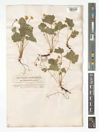 Attēlu rezultāti vaicājumam “Waldsteinia geoides”