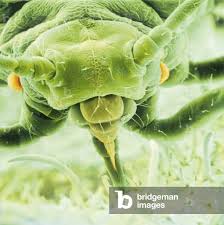 Attēlu rezultāti vaicājumam “Aphis fabae”