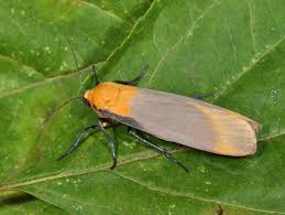 Attēlu rezultāti vaicājumam “Lithosia quadra”