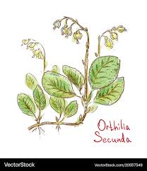 Attēlu rezultāti vaicājumam “Orthilia secunda”