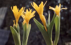 Attēlu rezultāti vaicājumam “Colchicum luteum”