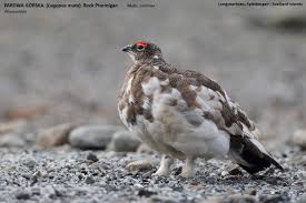 Attēlu rezultāti vaicājumam “Lagopus lagopus male”