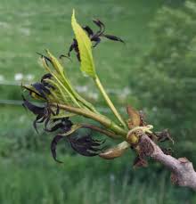 Attēlu rezultāti vaicājumam “Hymenoscyphus fraxineus”