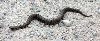 Attēlu rezultāti vaicājumam “Vipera berus adult”