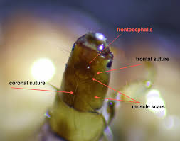 Attēlu rezultāti vaicājumam “Hadula trifolii larva”