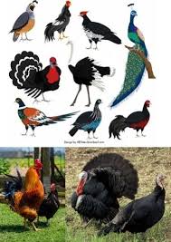 Attēlu rezultāti vaicājumam “Galliformes”