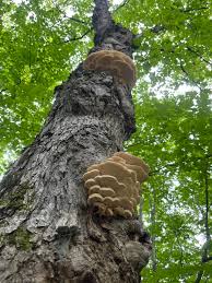 Attēlu rezultāti vaicājumam “Climacodon septentrionalis”