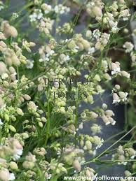 Image result for Silene vulgaris