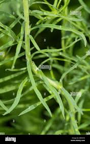 Attēlu rezultāti vaicājumam “Linaria vulgaris leaf”