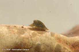 Attēlu rezultāti vaicājumam “Ancylus fluviatilis”