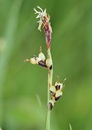 Attēlu rezultāti vaicājumam “Carex panicea”
