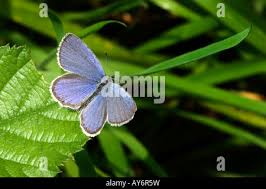 Attēlu rezultāti vaicājumam “Everes argiades male”