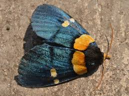 Attēlu rezultāti vaicājumam “Mamestra brassicae pupa”