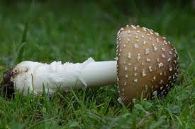Attēlu rezultāti vaicājumam “Amanita pantherina”