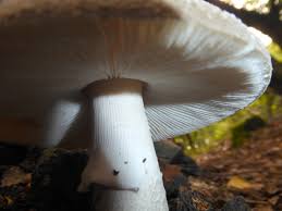 Attēlu rezultāti vaicājumam “Amanita excelsa”