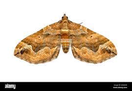 Attēlu rezultāti vaicājumam “Pelurga comitata”