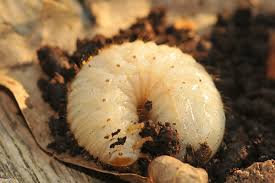 Attēlu rezultāti vaicājumam “Oryctes nasicornis larva”